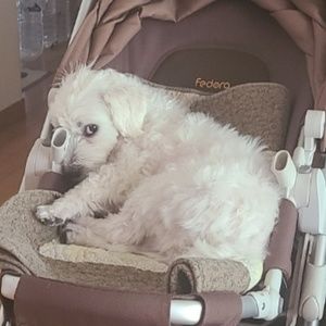 Meet your Posher, Harriet kangeun